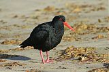 Variable Oystercatcher